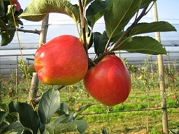 manzana ambrosiaOK