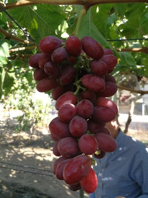 Se esperan 3 nuevas variedades de uva de mesa nacional y 10 selecciones avanzadas