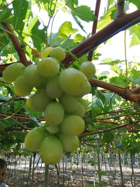 Se esperan 3 nuevas variedades de uva de mesa nacional y 10 selecciones avanzadas