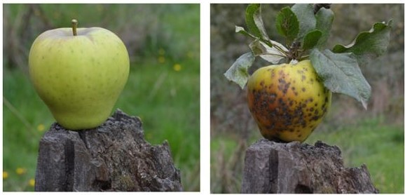 Identifican genes para mayor resistencia y adaptabilidad a manzanas ancestrales