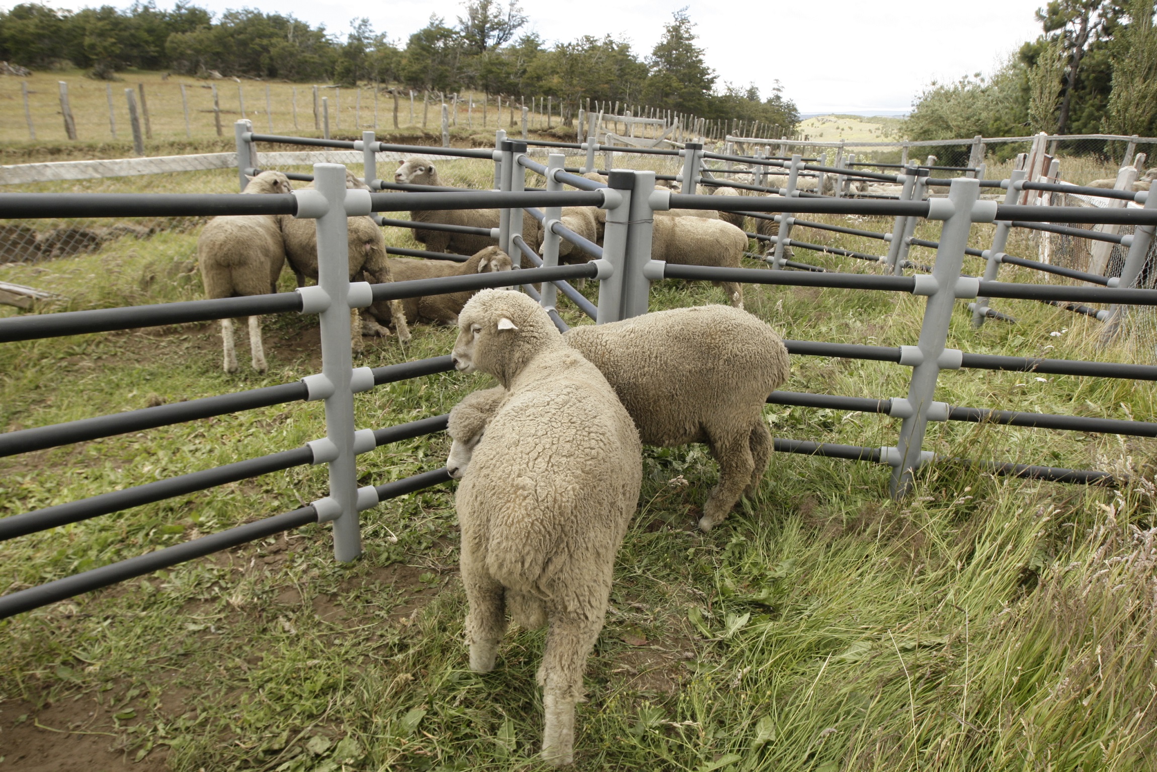 Entregan innovadora solución a productores de ovinos