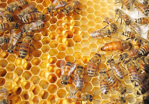 Treinta y cuatro empresas exportadores de miel reciben certificación