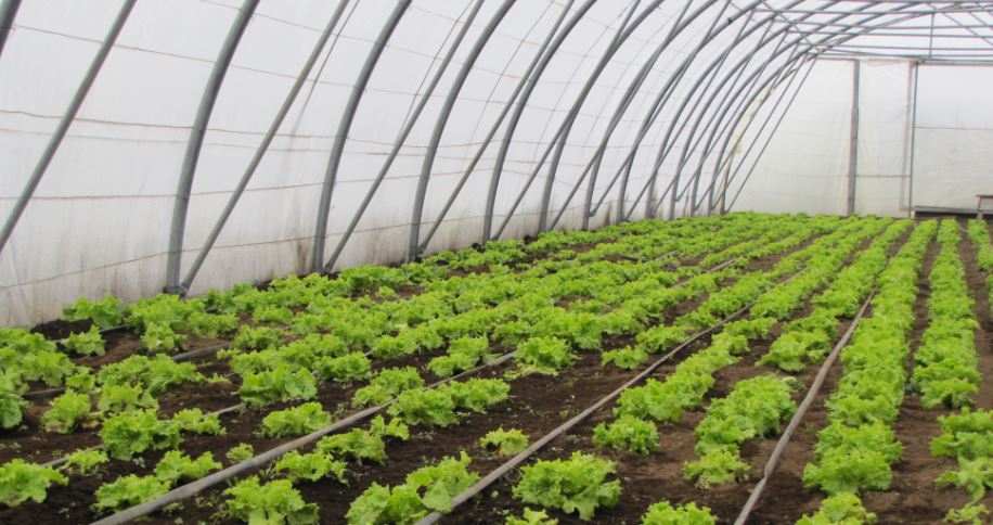 Invernadero permitirá producir hortalizas frescas fuera de temporada en Aysén   