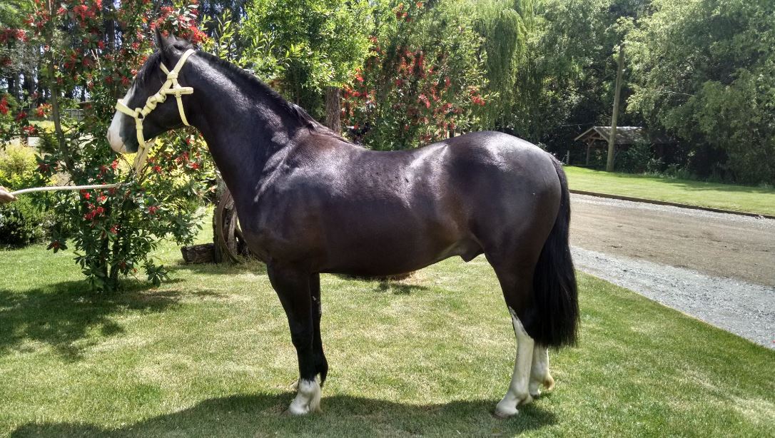 Inédito remate online de caballos chilenos