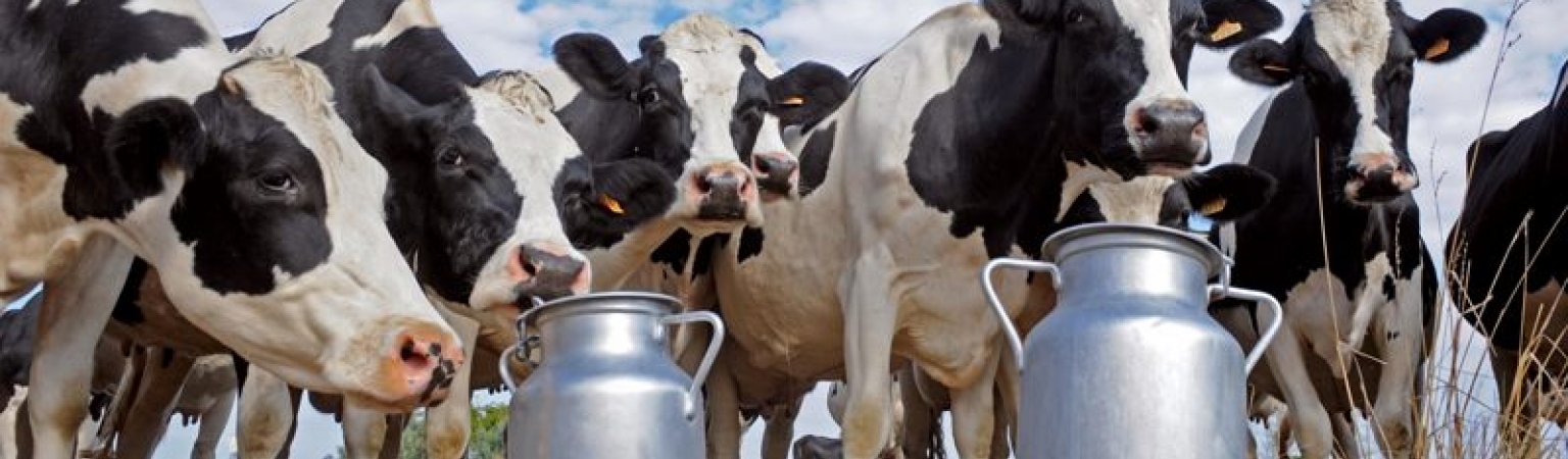 Uruguay registra exportación de lácteos por USD 700 millones