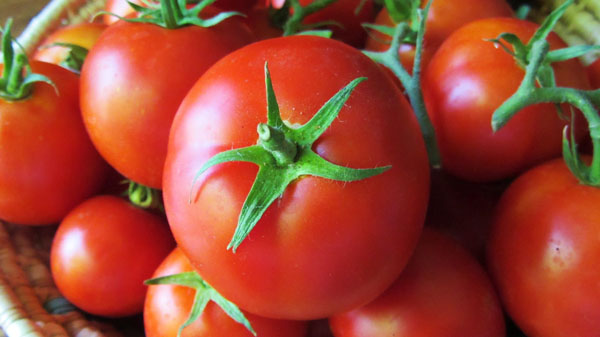 La sorprendente variación del tomate en los últimos 10.000 años