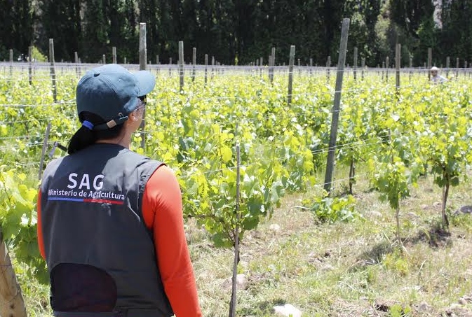Productores y productoras de vino de Toconao inscribieron sus viñas y vinos en el SAG