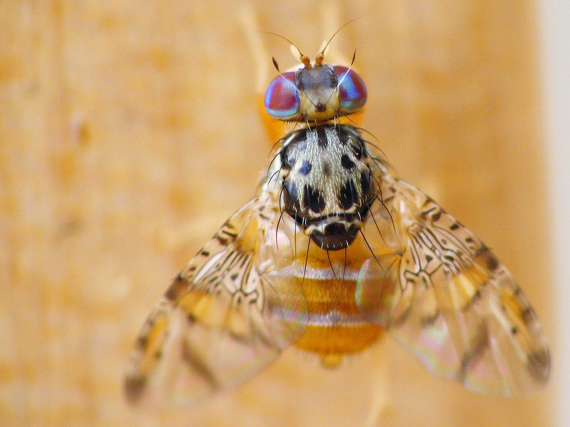 SAG detecta ejemplar de mosca del Mediterráneo en zona urbana de Talca