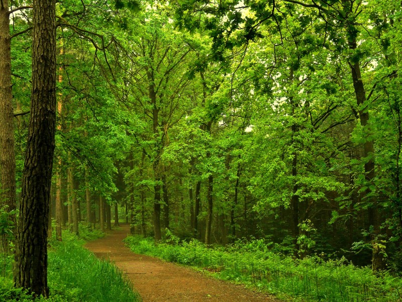 Todos los caminos conducen a los bosques