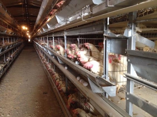 Presentan estrategia ante riesgo de ingreso de influenza aviar