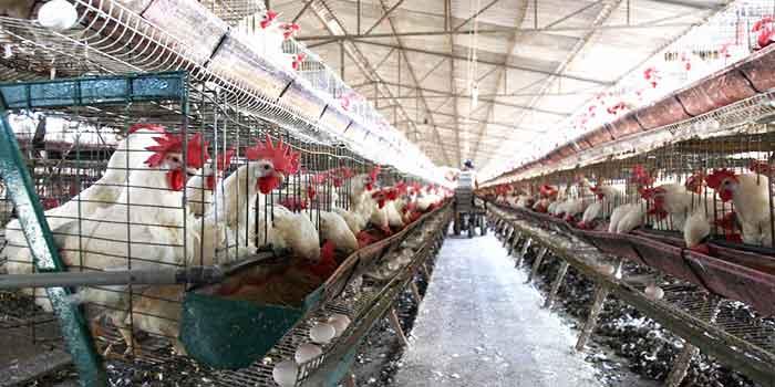 ¿Hay riesgo de ingreso de influenza aviar en Chile?