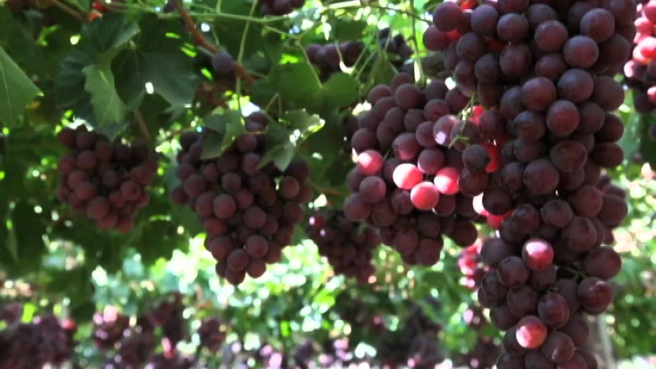 SAN: Catastro Frutícola no representa realidad de la fruticultura regional