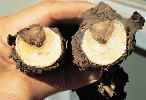 ¿Cómo prevenir la enfermedad de la madera de la vid?