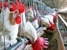 Recomendaciones: Medidas preventivas por amenaza de Influenza aviar
