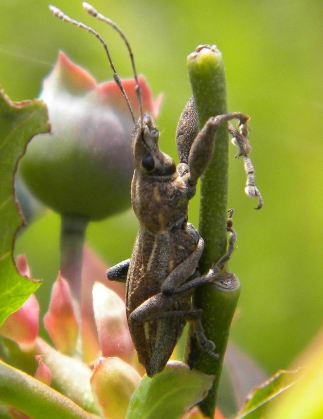Utilizan “enemigos naturales” de insectos para proteger frutas y bayas