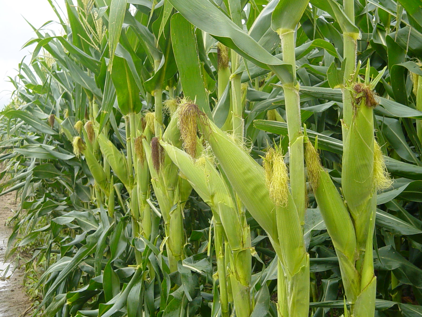 USDA proyecta menos producción de maiz y soya