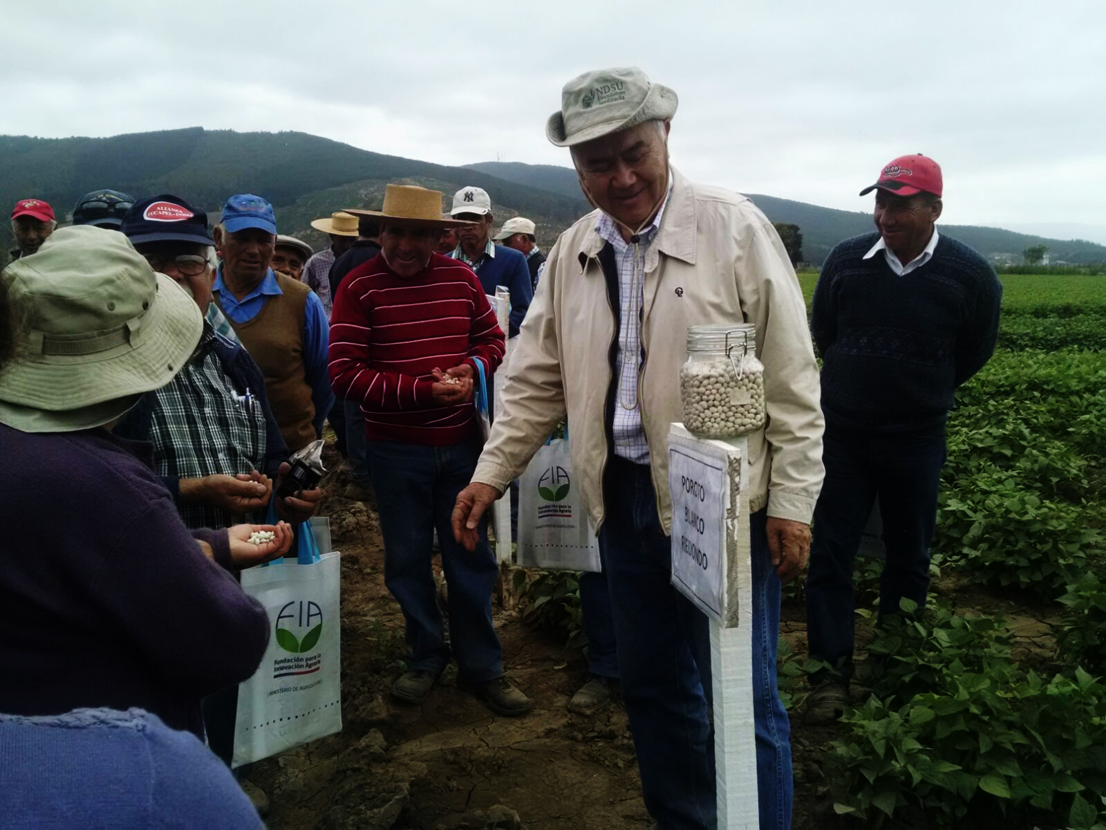 Proyecto busca recuperar variedades de legumbres típicas del valle de Mataquito