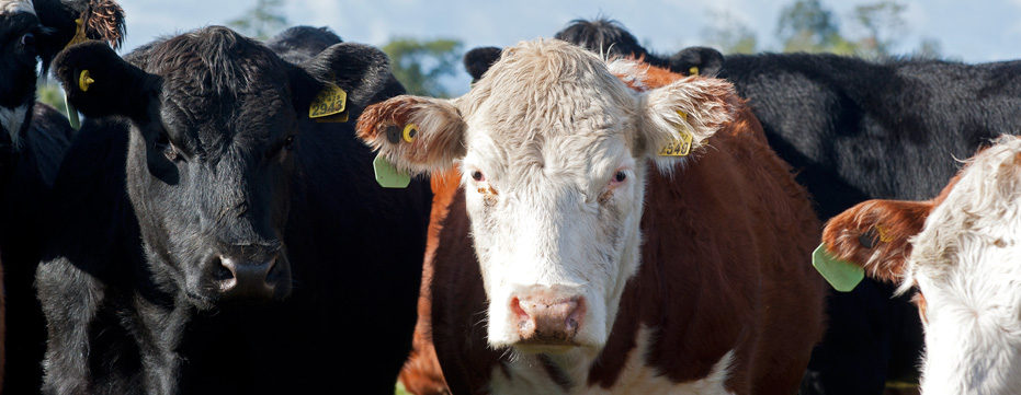 Se abre mercado de México para bovinos en pie