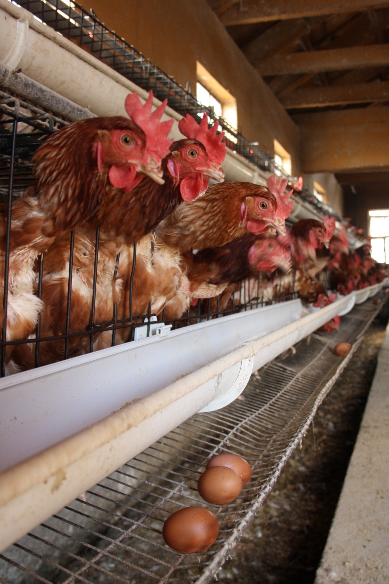 Nuevo huevo alto en OMEGA -3 gracias a innovadora dieta para aves ponedoras