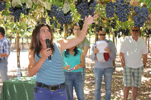 Uvanova guiará a los productores de uva de mesa en una reingeniería de huertos