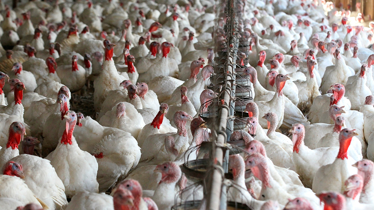 Detectan influenza aviar en pavos de engorda