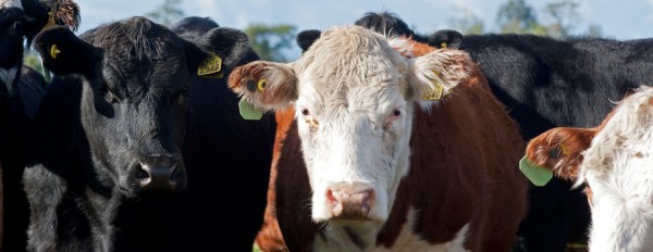 Exportación de bovinos vivos se abre al mercado ecuatoriano y ruso 