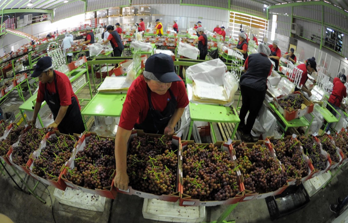 Pesadilla para los productores de uva 