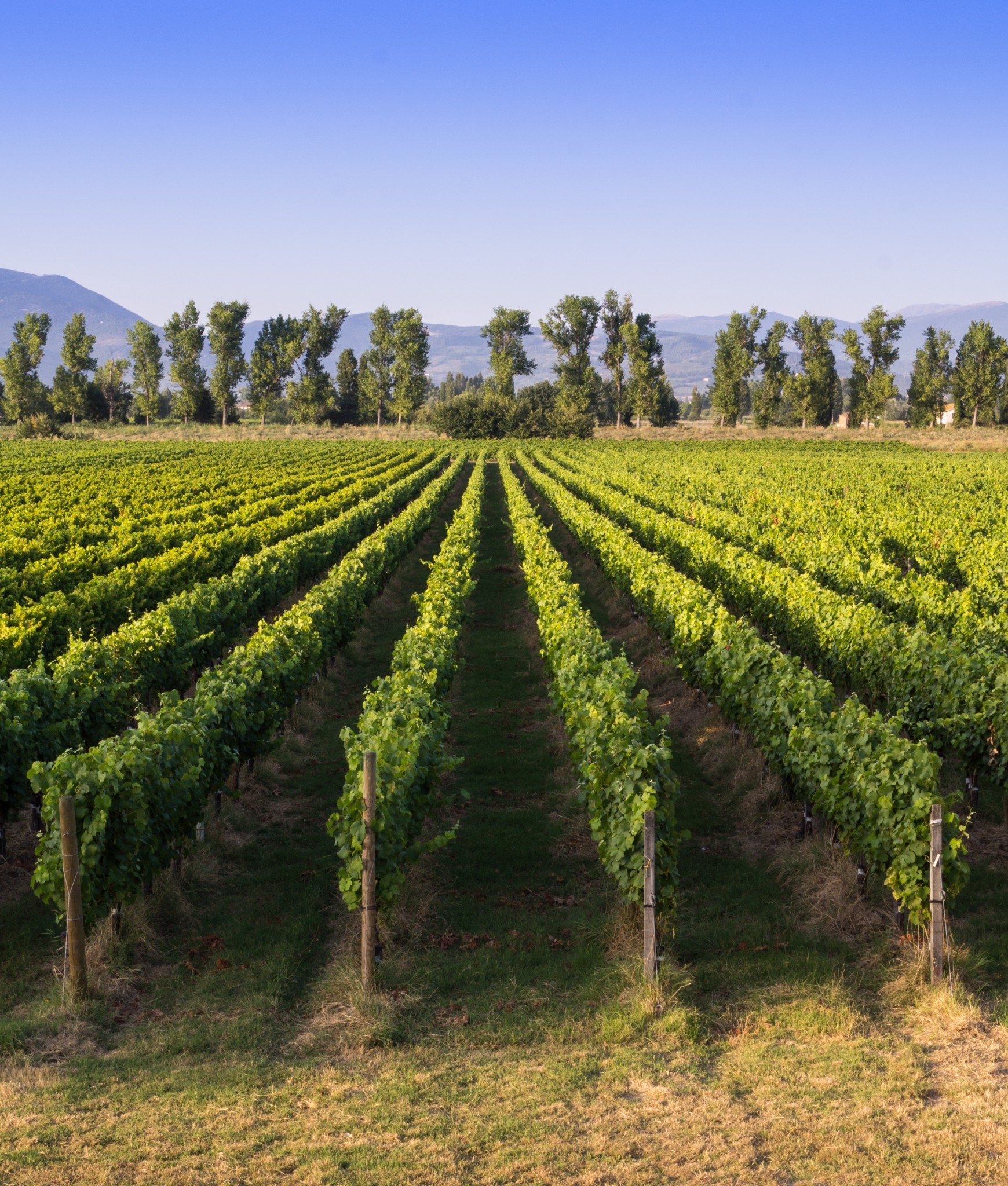 Nuevo plus para producción de vinos blancos