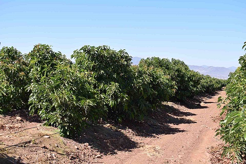 El principal cultivo de la Región de Coquimbo son frutales persistentes
