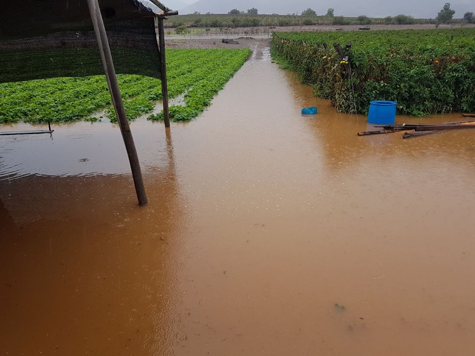 1.300 agricultores afectados por lluvias de la zona norte 