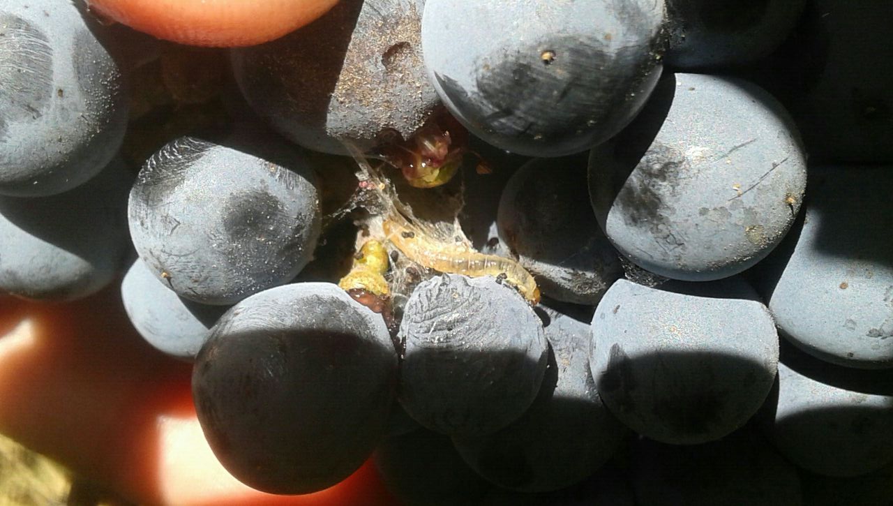 Lobesia Botrana afecta cerezos, olivos y kiwi  