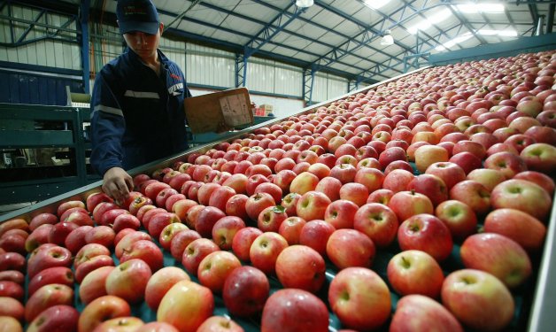 Argentina aumenta importación de manzanas, una oportunidad para Chile 