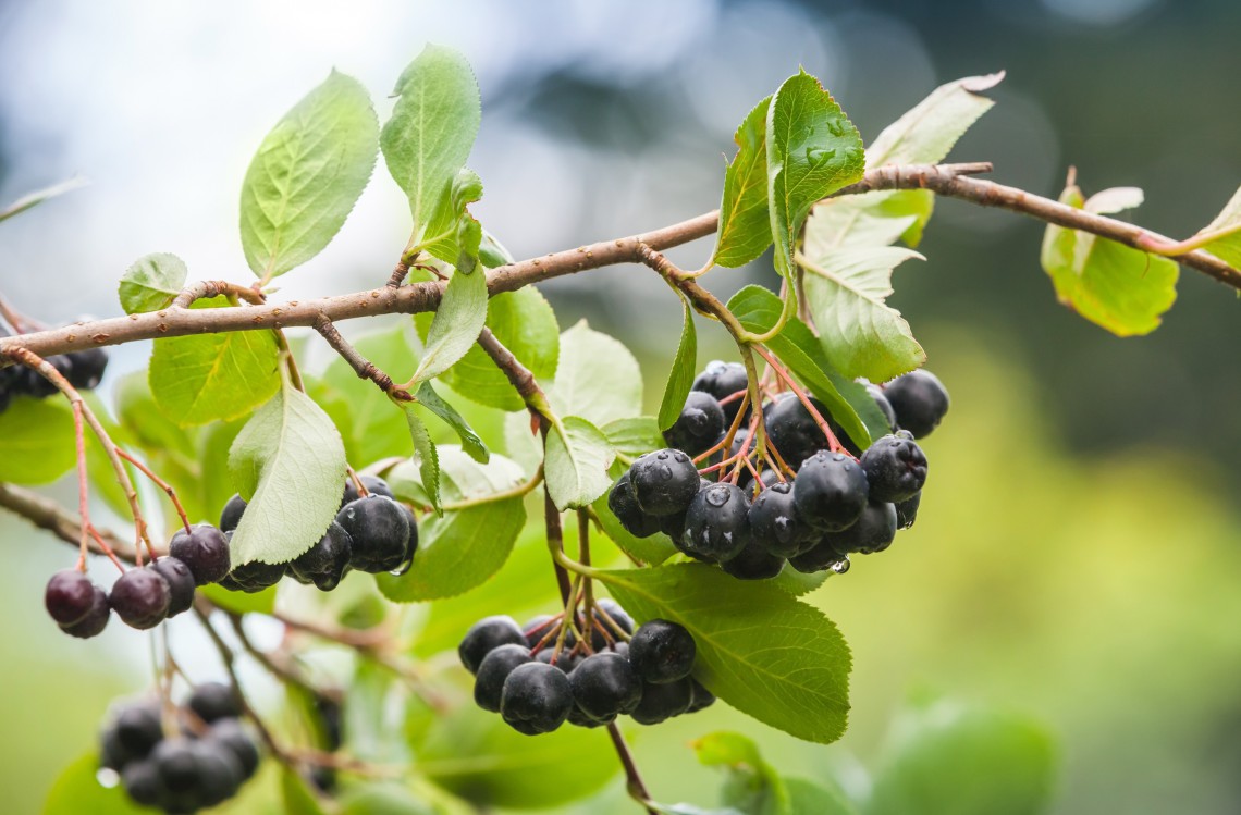 ¿Cómo conservar y mejorar las características funcionales de berries?