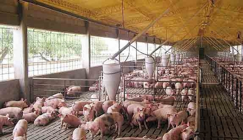 Modifican metabolismo de cerdos para generar carne con menos grasa