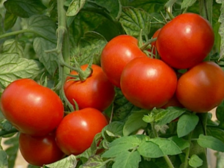 Obtienen tomates de calidad sin semillas