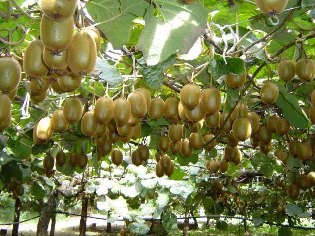 Chile fue parte de International Kiwifruit Organization (IKO)