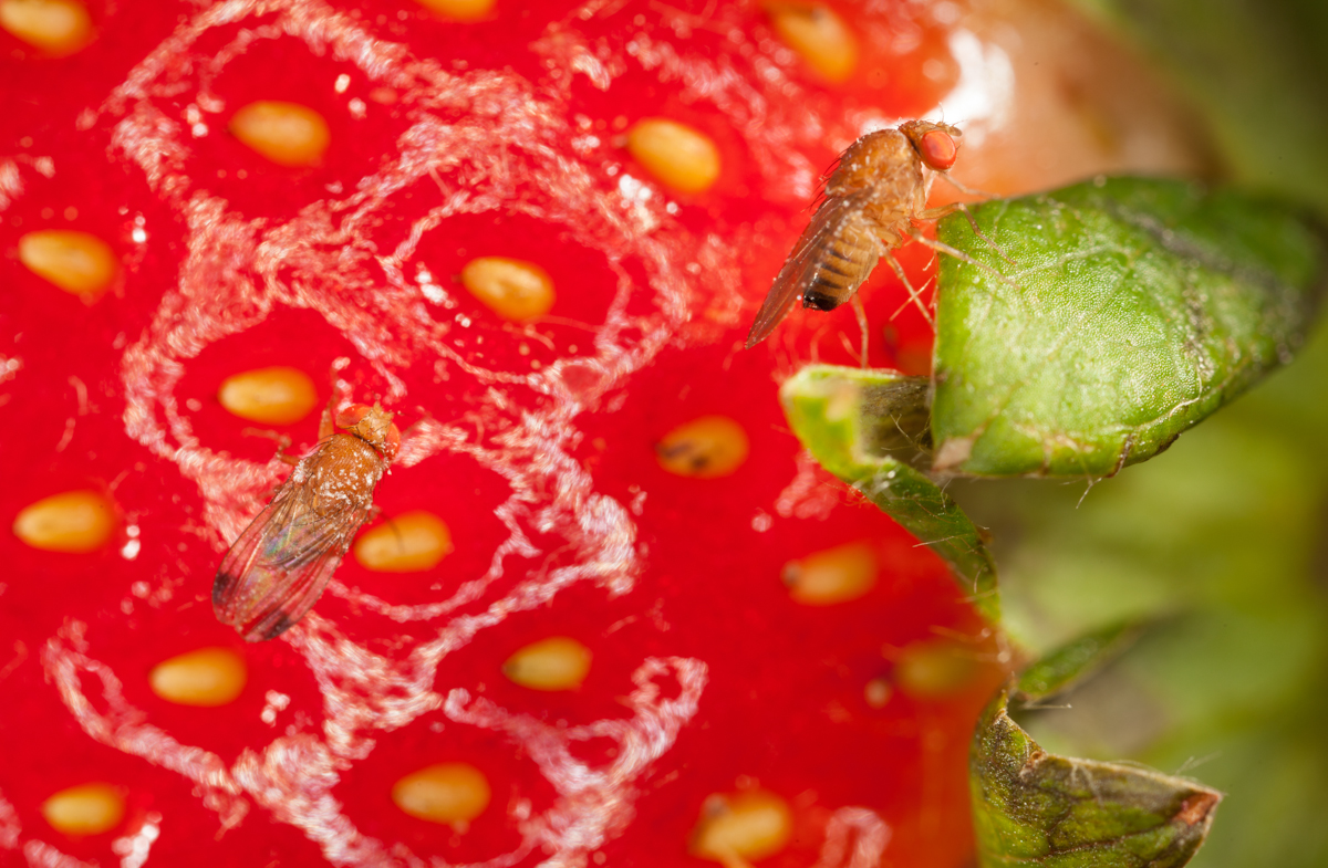 ¿En qué estado se encuentra la plaga de la Mosca asiática de la fruta?