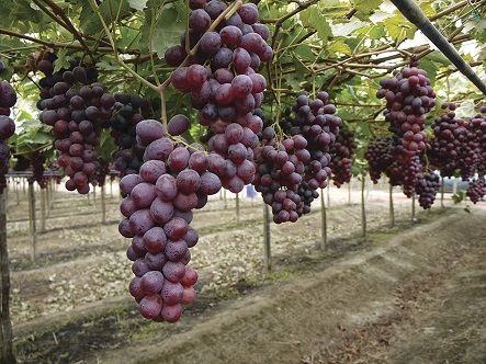 Mejoramiento genético en uva de mesa 