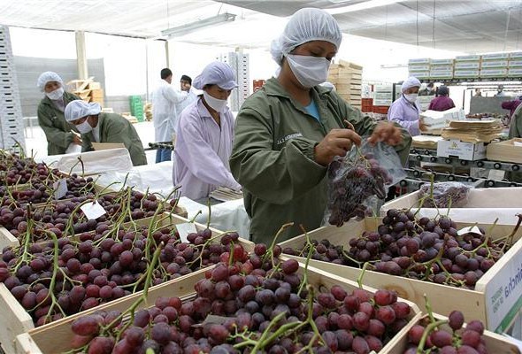 Simposio de uva de mesa llega a Chile el 2020