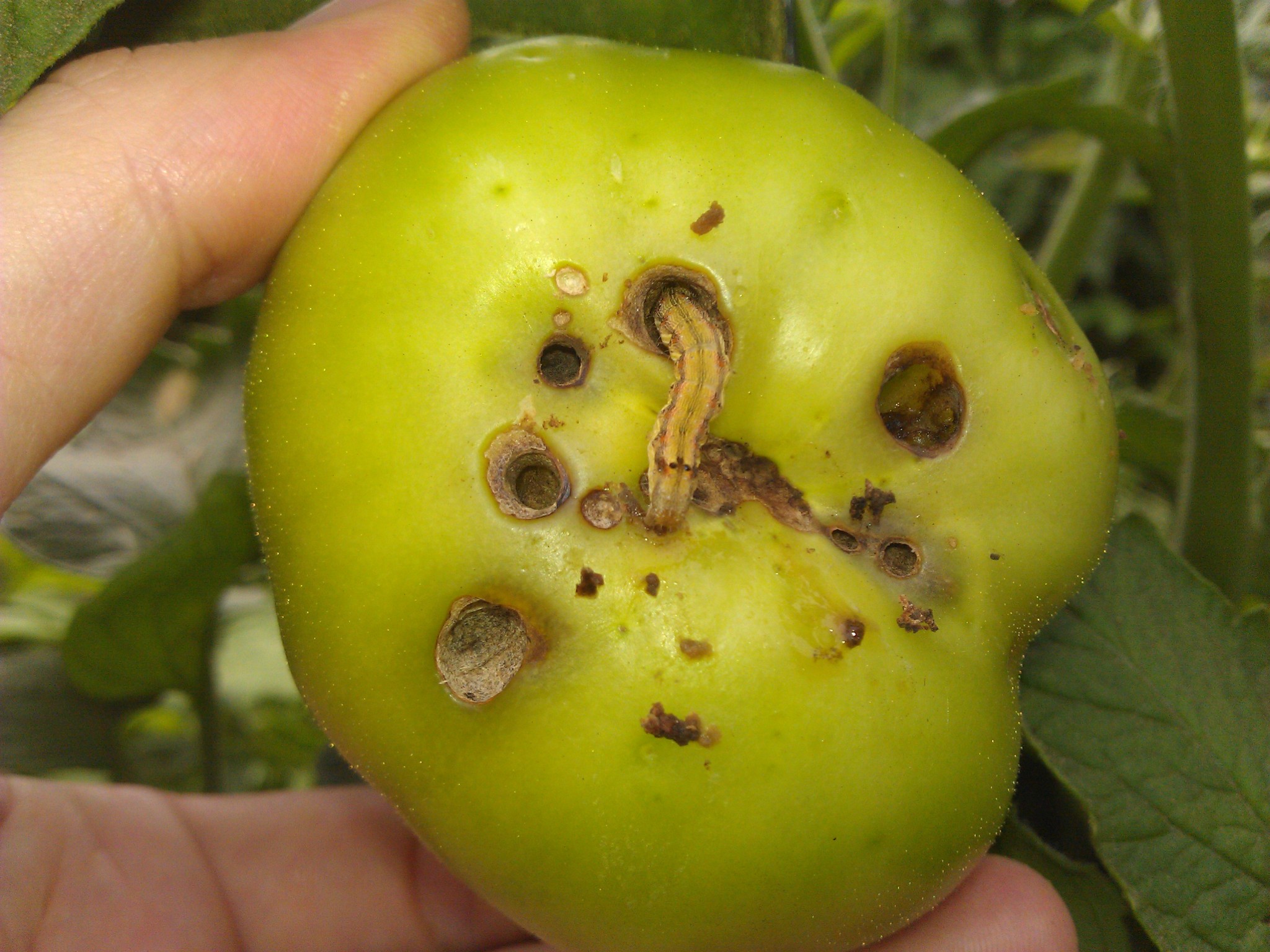 Un insecticida a partir de virus para combatir plagas de tomate 