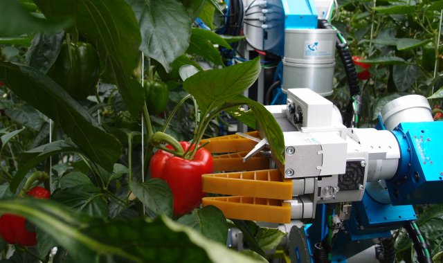 Desarrollan un robot para cosechar pimientos en invernadero