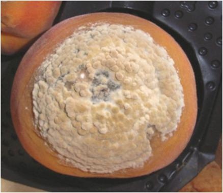 La tecnología de microondas impide que se pudra la fruta con monilinia