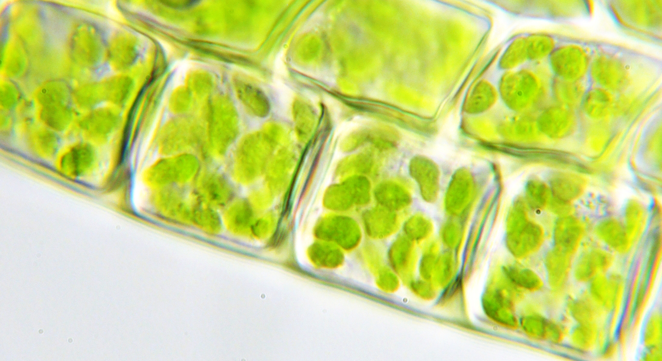  Identifican un nuevo orgánulo bioenergético en las plantas