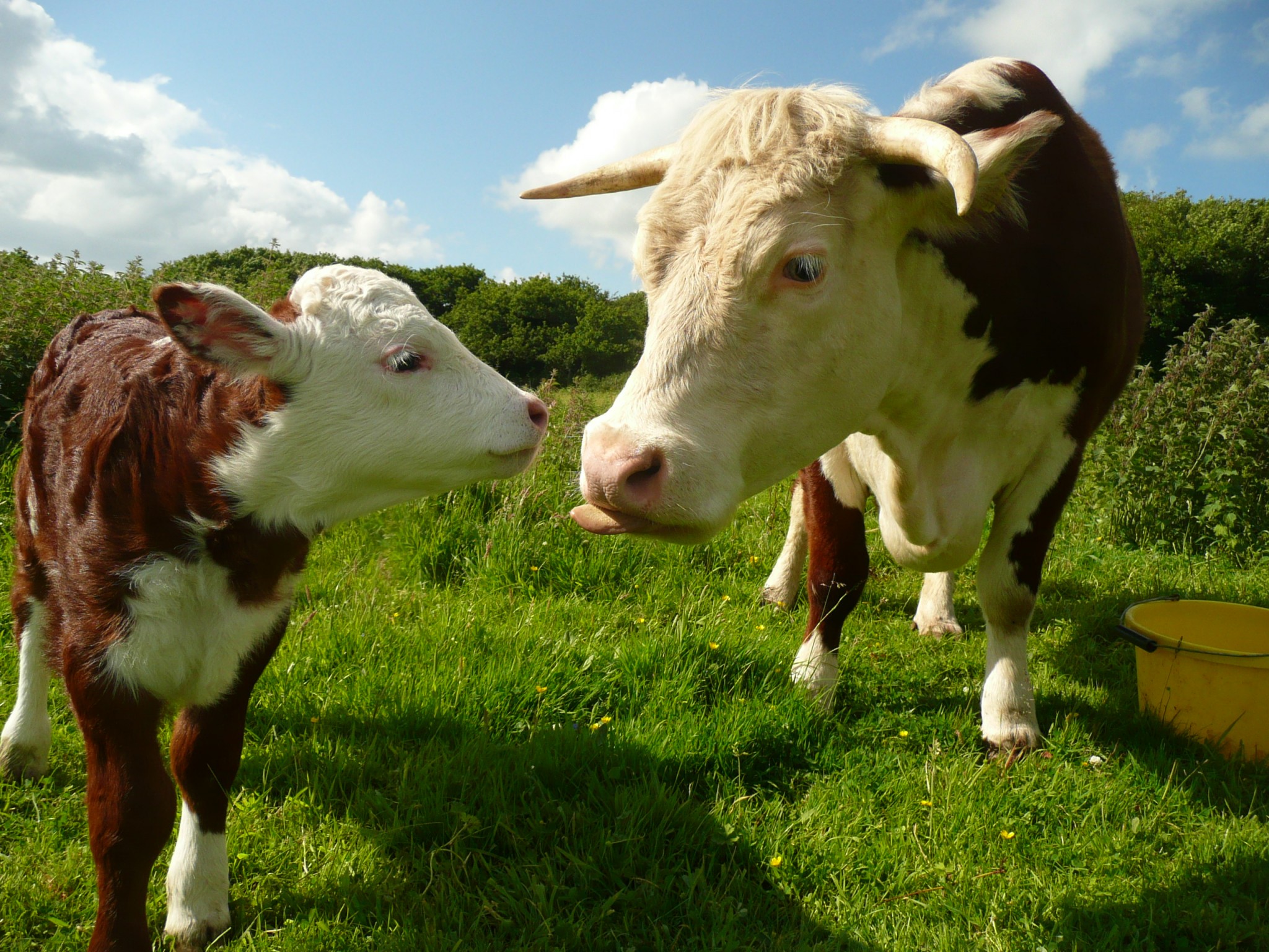 La comunicación por mugidos entre una vaca y su cría es más sofisticada de lo creído