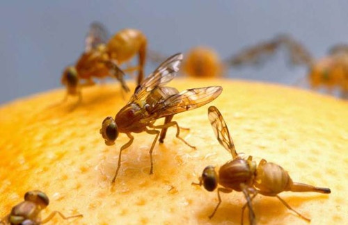 Nuevo sistema para controlar la mosca de la fruta