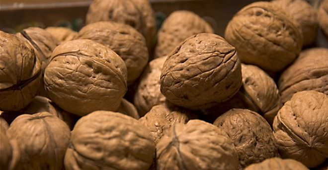 La mayor exportación de nueces chilenas va con destino a Marruecos e India