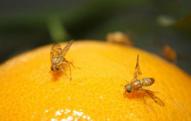 SAG inicia operativo por mosca de la fruta en Providencia 