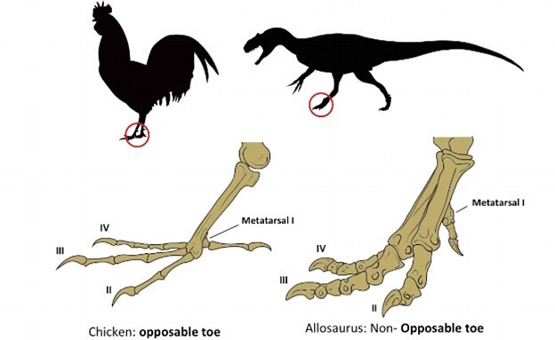 Modifican pollos para que desarrollen patas de dinosaurio
