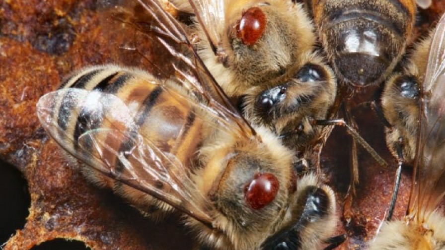 Descubren dos mutaciones que permiten a un ácaro resistir a los plaguicidas y matar abejas 