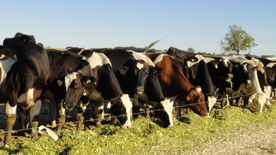 Proponen que las vacas se alimenten con residuos de papel